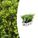 1x 6 pack Ilex crenata 'Jenny' - 6 x Ø7 cm - ↕15 cm – HaGa-Welt