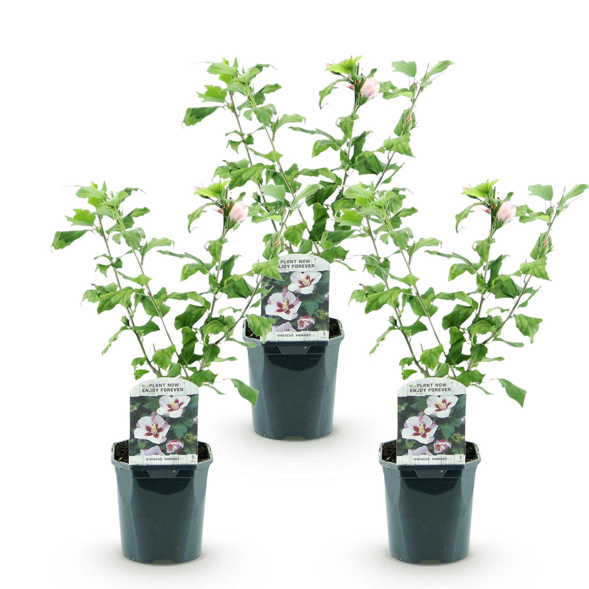 Garden Plant - Hibiscus syriacus Hamabo - Garden Hibiscus - Hardy - White - Pink - 3 Plants - Pot 17cm - Height 45cm