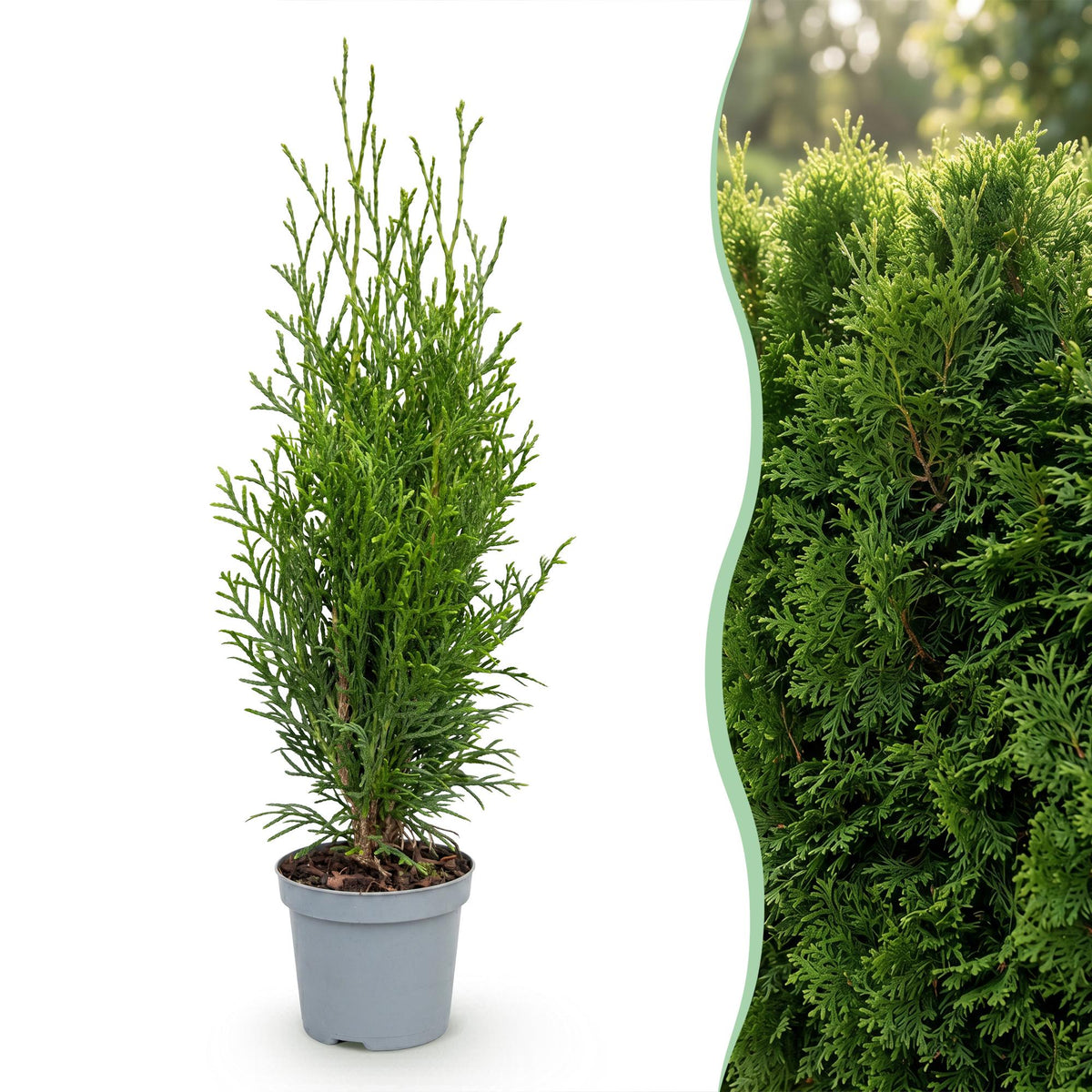 16x Thuja occidentalis Smaragd - Lebensbaum - Heckenpflanzen - Immergrün - Grün - Topf 9cm - Höhe 20-30cm – HaGa-Welt