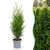 16x Thuja occidentalis Smaragd - Lebensbaum - Heckenpflanzen - Immergrün - Grün - Topf 9cm - Höhe 20-30cm – HaGa-Welt