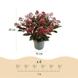 3x Skimmia japonica 'Rubella' – Skimmie – Rote Knospen, später weiße Blüten – Topf Ø 15 cm – Höhe 30 cm inkl. Topf – HaGa-Welt