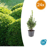 24x Buxus Sempervirens - ↕10-25cm - Ø9cm – HaGa-Welt