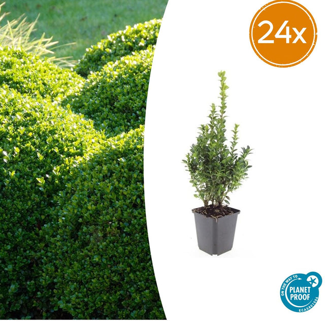 24x Buxus Sempervirens - ↕10-25cm - Ø9cm – HaGa-Welt