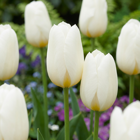 Tulpenzwiebeln – verschiedene Sorten zum Einpflanzen – HaGa-Welt