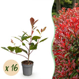 16x Photinia fraseri Red Robin - Glanzmispel - Heckenpflanzen - Immergrün - Rot - Topf 9cm - Höhe 25-35cm – HaGa-Welt