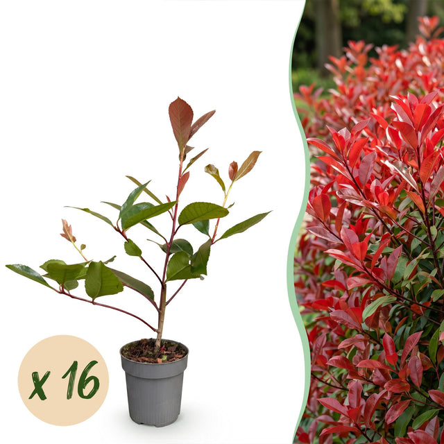 16x Photinia fraseri Red Robin - Glanzmispel - Heckenpflanzen - Immergrün - Rot - Topf 9cm - Höhe 25-35cm – HaGa-Welt