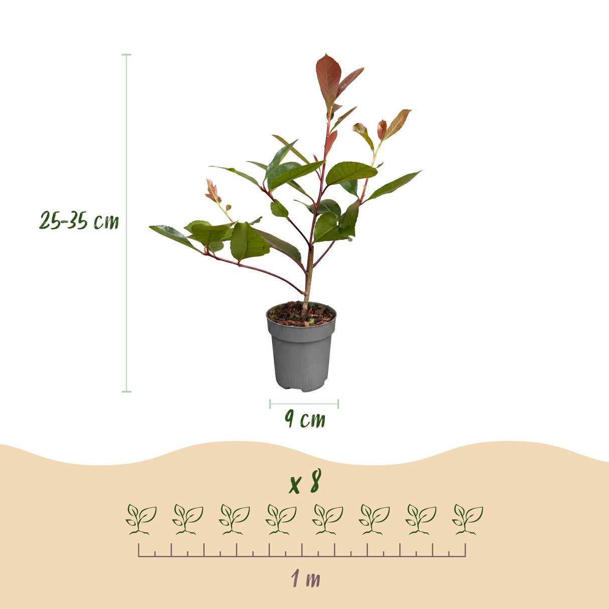16x Photinia fraseri Red Robin - Glanzmispel - Heckenpflanzen - Immergrün - Rot - Topf 9cm - Höhe 25-35cm – HaGa-Welt