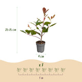 16x Photinia fraseri Red Robin - Glanzmispel - Heckenpflanzen - Immergrün - Rot - Topf 9cm - Höhe 25-35cm – HaGa-Welt