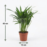Areca Lutescens - Goldfruchtpalme - 1 Plant - mit Potter Wit - Topf 12cm - Höhe - 45cm