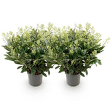 2x Skimmia japonica 'Finchy' – Skimmie – Hellgrüne bis cremefarbene Knospen, weiße Blüten – Topf Ø 19 cm – Höhe 60 cm inkl. Topf – HaGa-Welt