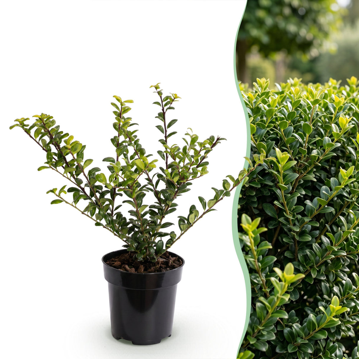 16x Ilex crenata Covenxa - Japanische Stechpalme - Heckenpflanzen - Immergrün - Grün - Topf 9cm - Höhe 20-30cm – HaGa-Welt