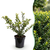 16x Ilex crenata Covenxa - Japanische Stechpalme - Heckenpflanzen - Immergrün - Grün - Topf 9cm - Höhe 20-30cm – HaGa-Welt