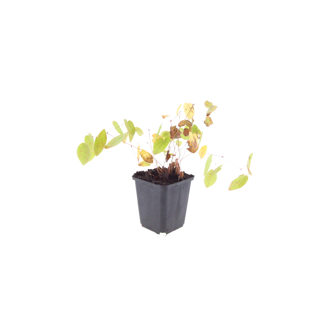 6x Epimedium y. 'Niveum' - ↕10-25cm - Ø9cm – HaGa-Welt