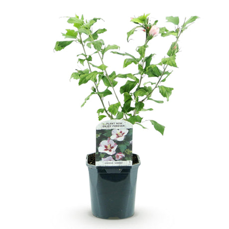 Sträucher - Hibiscus syriacus Hamabo - Blüte Hellrosa - 1 Pflanze - Laubabwerfend - Wenig Pflege - Topf 17cm Höhe 45cm – HaGa-Welt