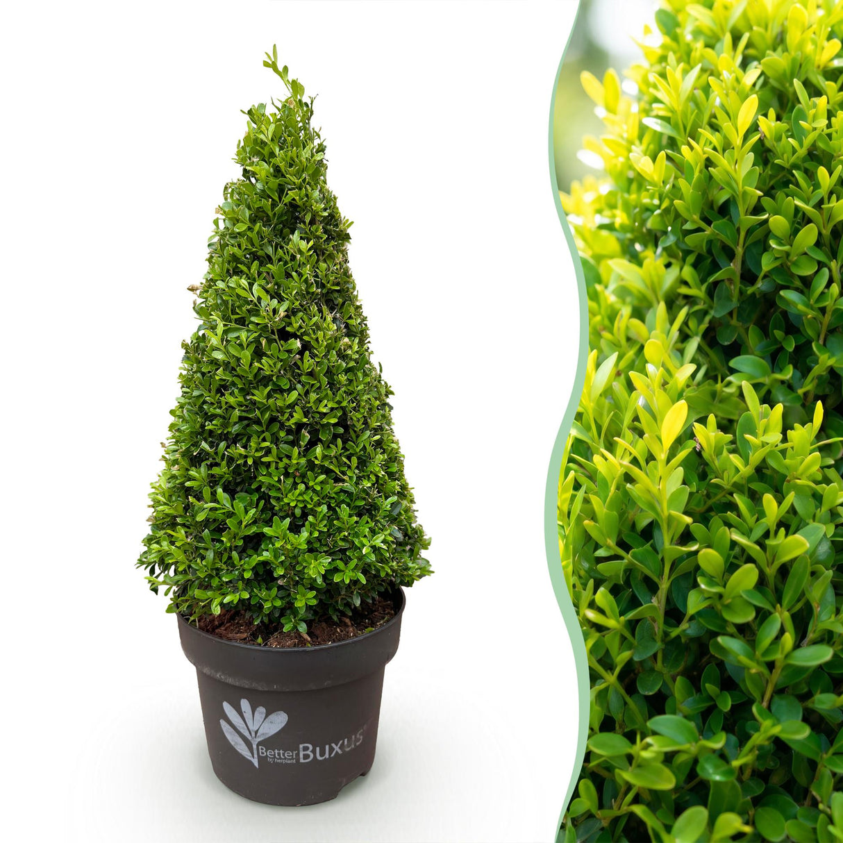 Buchsbaum Pyramide - BetterBuxus Skylight - Widerstandsfähig gegen die Buxuskrankheit - 1 Pflanz - Topf 23cm Höhe 60-70cm