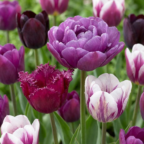 Tulpenzwiebeln – verschiedene Sorten zum Einpflanzen – HaGa-Welt