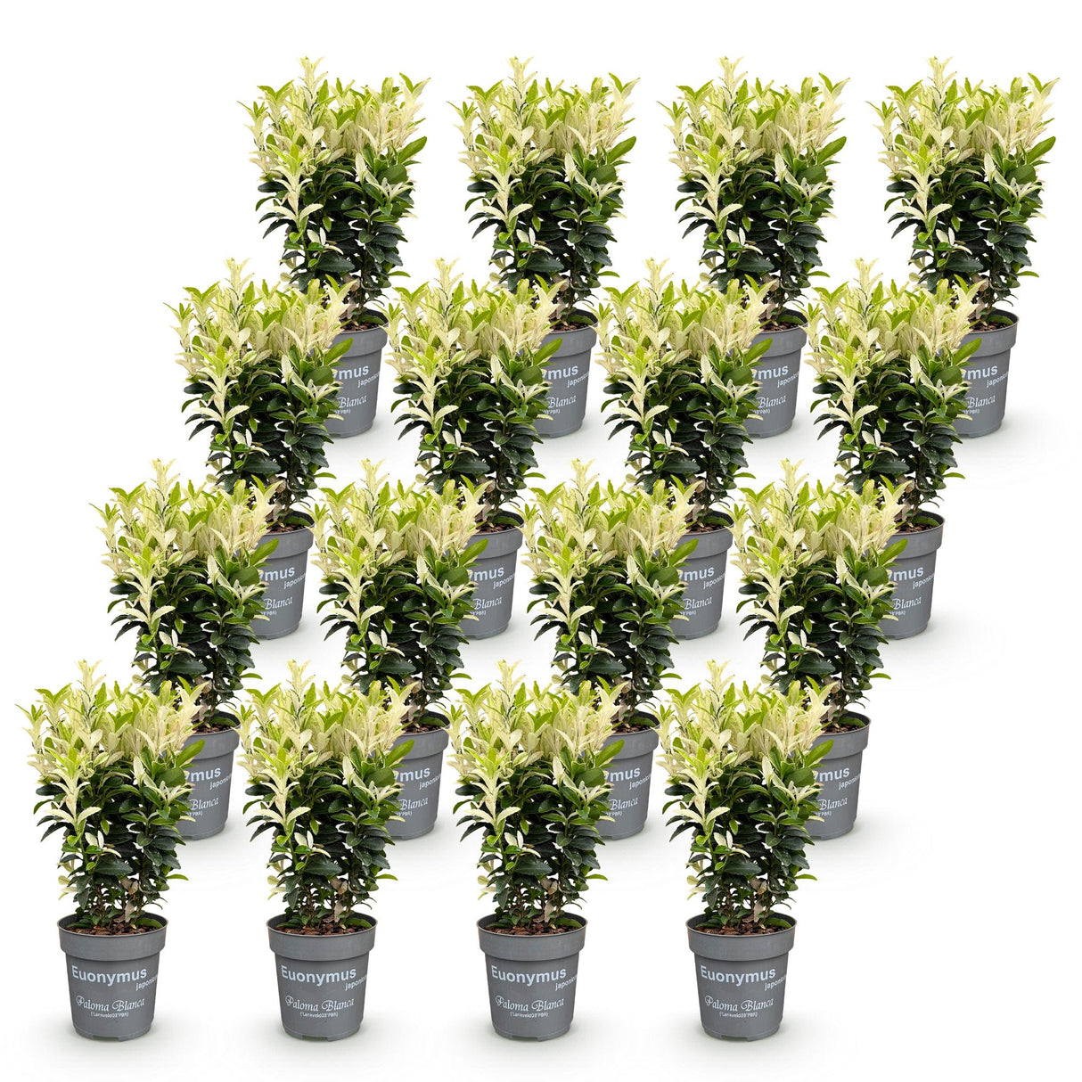 16x Euonymus japonica Paloma Blanca - Spindelstrauch - Heckenpflanzen - Immergrün - Grün - Weiß - Topf 9cm - Höhe 20-30cm – HaGa-Welt
