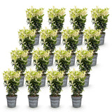 16x Euonymus japonica Paloma Blanca - Spindelstrauch - Heckenpflanzen - Immergrün - Grün - Weiß - Topf 9cm - Höhe 20-30cm – HaGa-Welt