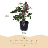 2x Helleborus orientalis 'Double Ellen Red' – Lenzrose – Rot – Topf Ø 14 cm – Höhe 35 cm inkl. Topf – HaGa-Welt