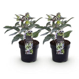 2x Helleborus × sternii 'Silver Dollar' – Lenzrose – Cremegrün – Topf Ø 14 cm – Höhe 35 cm inkl. Topf – HaGa-Welt