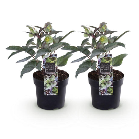 2x Helleborus × sternii 'Silver Dollar' – Hellebore – Cream-green – pot Ø 14 cm – height 35 cm including pot