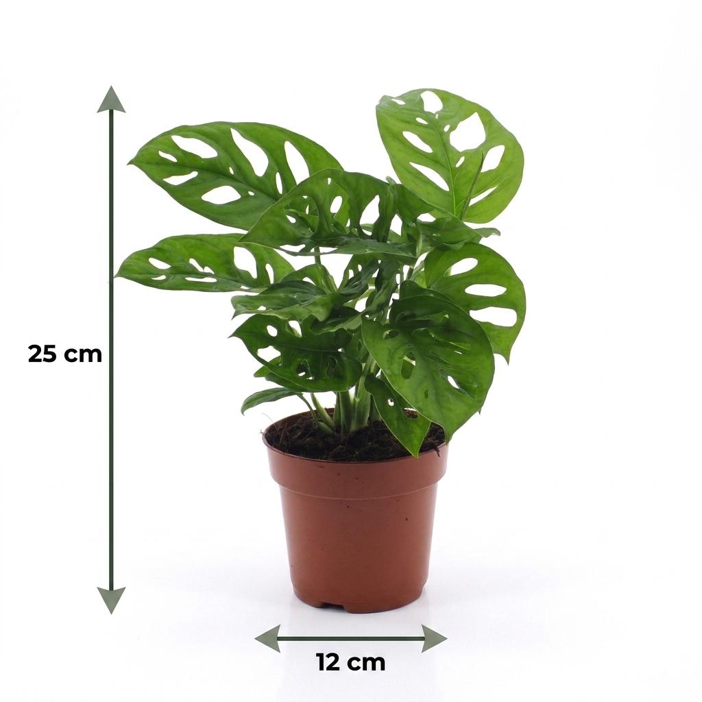 Monstera Adansonii - Monstera Adansonii - 1 Plant - met Potter Wit - Pot 12cm - Hoogte - 25cm