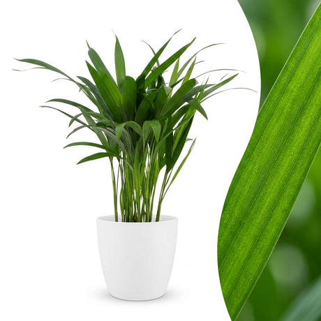 Areca Lutescens - Goldfruchtpalme - 1 Plant - mit Potter Wit - Topf 12cm - Höhe - 45cm – HaGa-Welt