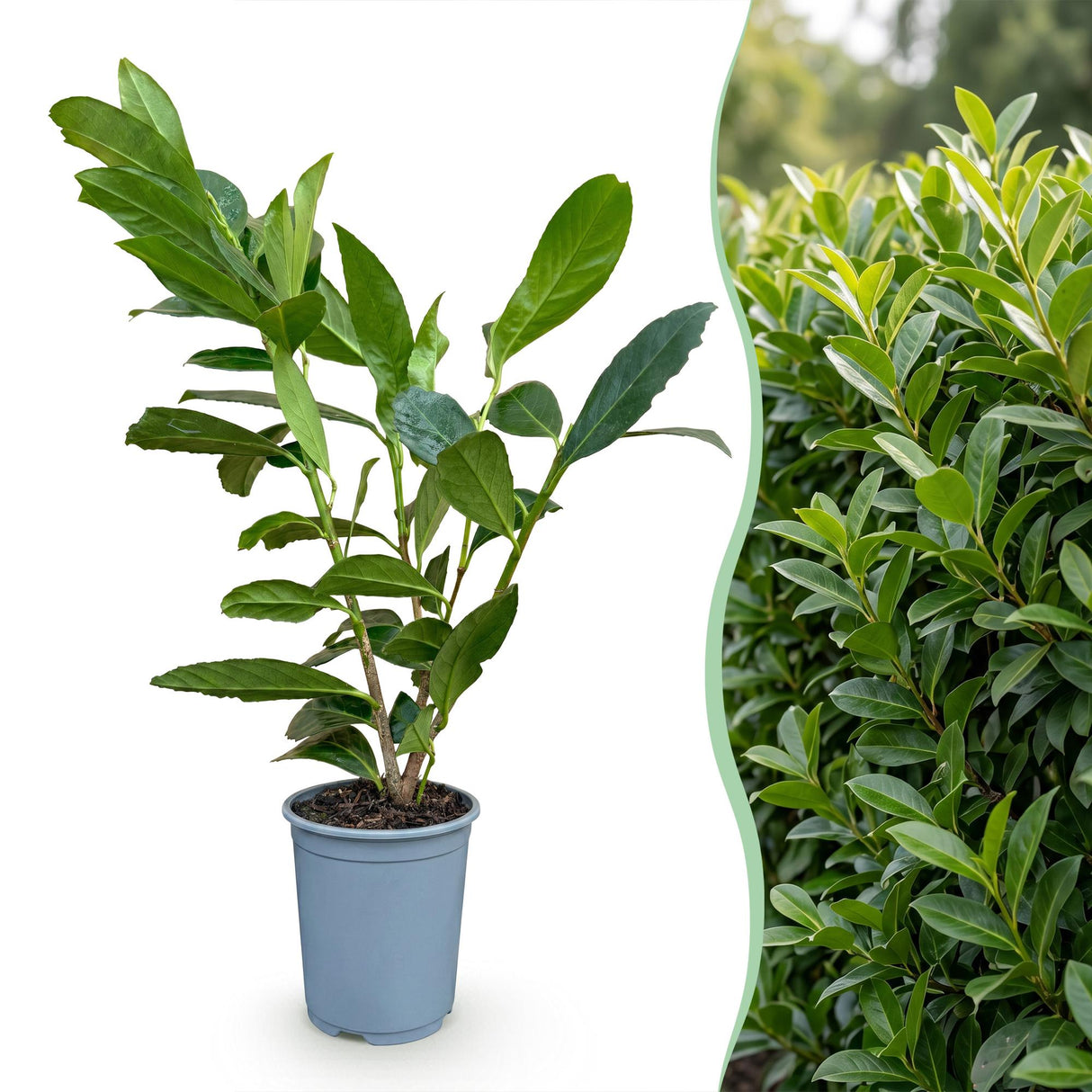 24x Prunus laur. Caucasica - Lorbeer-Kirsche - Heckenpflanzen - Immergrün - Grün - Topf 9cm - Höhe 25-35cm – HaGa-Welt