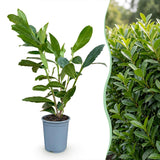 24x Prunus laur. Caucasica - Lorbeer-Kirsche - Heckenpflanzen - Immergrün - Grün - Topf 9cm - Höhe 25-35cm – HaGa-Welt