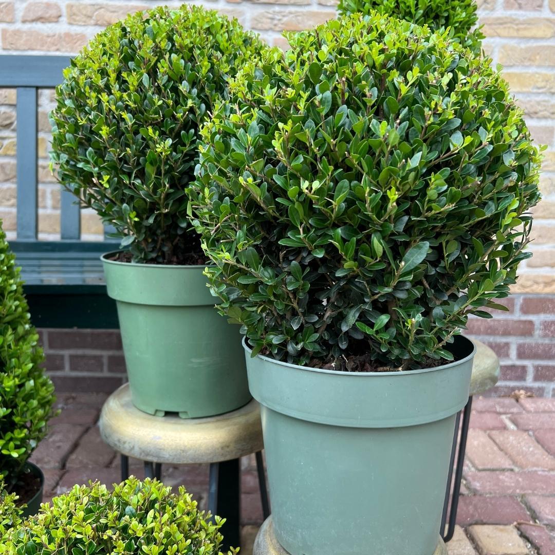 2x Ilex crenata 'Jenny' Kugel XL | Set mit 2 Stück | 19 cm Ø – HaGa-Welt