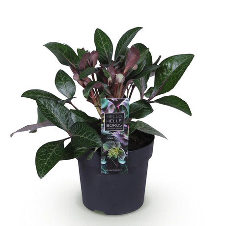 1x Helleborus lividus 'Purple Marble' – Hellébore – Vert crème nuancé de rose pourpré – pot Ø 14 cm – hauteur 35 cm pot inclus