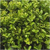 1x 6 pack Ilex crenata 'Jenny' - 6 x Ø7 cm - ↕15 cm – HaGa-Welt