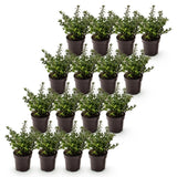 16x Ilex crenata Stokes - Japanische Stechpalme - Heckenpflanzen - Immergrün - Grün - Topf 9cm - Höhe 20-30cm – HaGa-Welt