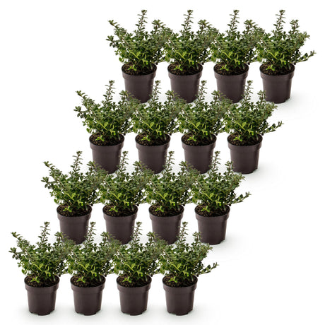 16x Ilex crenata Stokes - Japanische Stechpalme - Heckenpflanzen - Immergrün - Grün - Topf 9cm - Höhe 20-30cm – HaGa-Welt