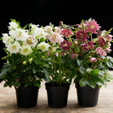 1x Helleborus orientalis Double Tricolour – Rose de carême – Rose, rouge et blanc – pot Ø 14 cm – hauteur 35 cm pot inclus
