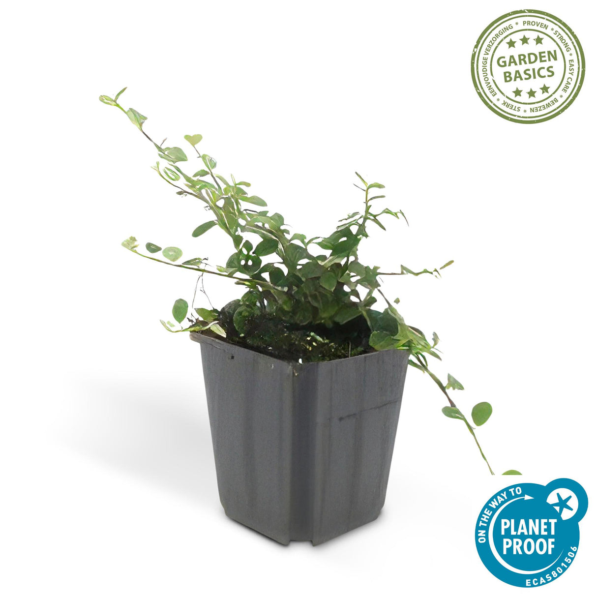 24x Cotoneaster pr. 'Queen of Carpets' - ↕10-25cm - Ø9cm – HaGa-Welt
