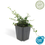 24x Cotoneaster pr. 'Queen of Carpets' - ↕10-25cm - Ø9cm – HaGa-Welt