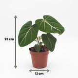 Philodendron Gloriosum - Gloriosum Philodendron - 1 Pflanze - mit Weißem Topf - Topf 12cm - Höhe - 25cm
