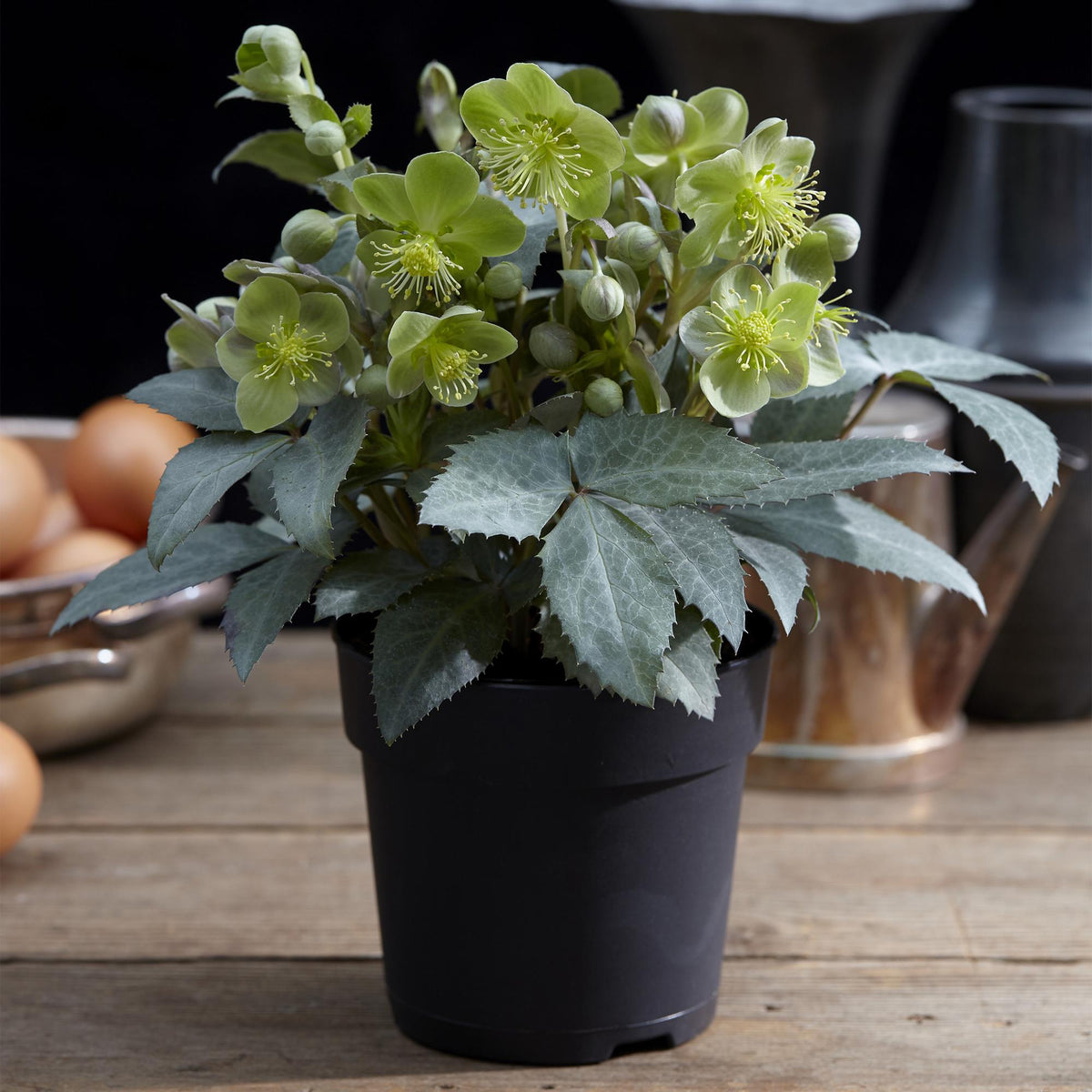 1x Helleborus × sternii 'Silver Dollar' – Hellébore – Vert crème – pot Ø 14 cm – hauteur 35 cm pot inclus