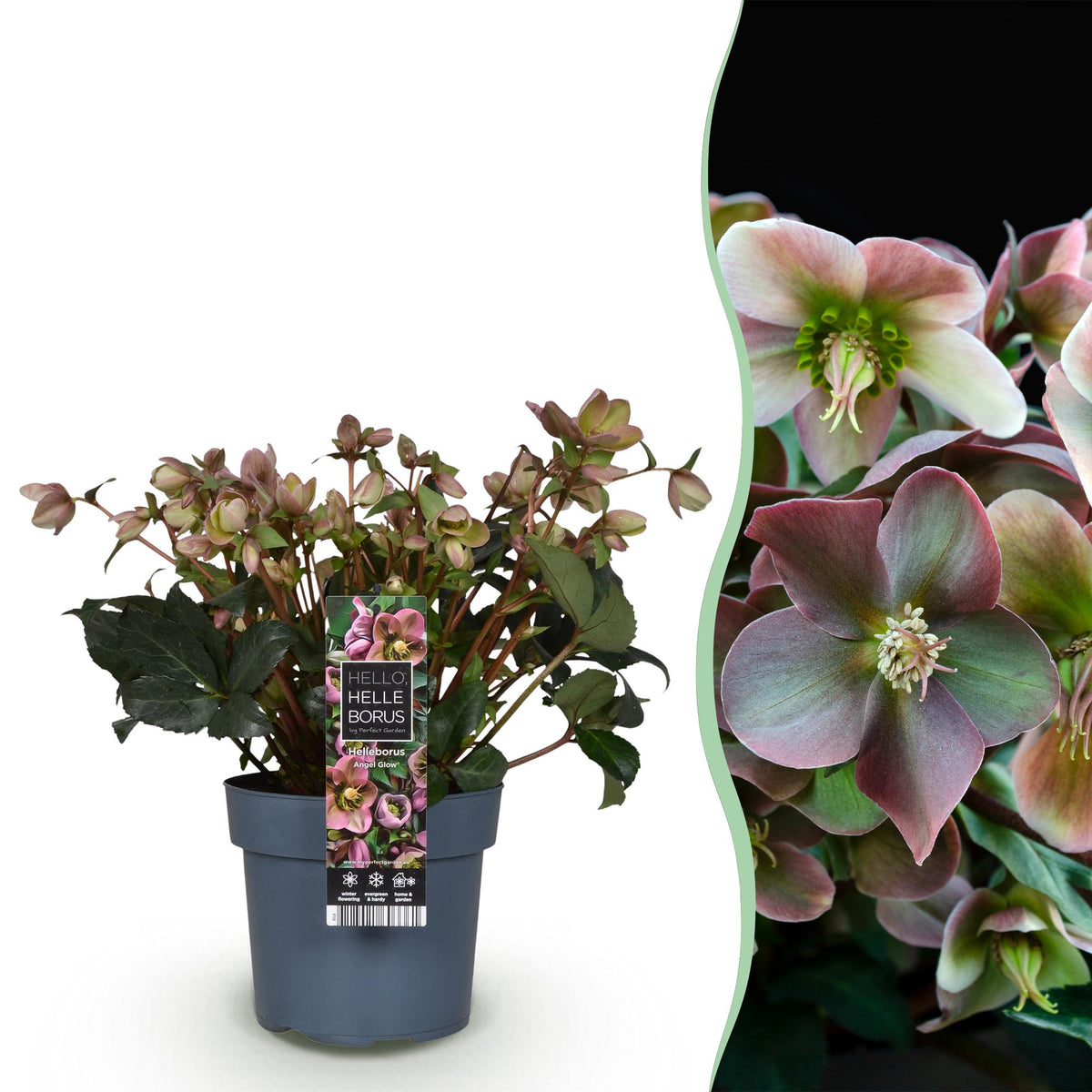 1x Helleborus 'Angels Glow' – Hellébore – Rose tendre à blanc-vert – pot Ø 19 cm – hauteur 50 cm pot inclus