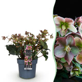 1x Helleborus 'Angels Glow' – Hellébore – Rose tendre à blanc-vert – pot Ø 19 cm – hauteur 50 cm pot inclus