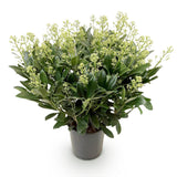1x Skimmia japonica 'Finchy' – Japanese skimmia – Pale green to cream buds, white flowers – pot Ø 19 cm – height 60 cm including pot