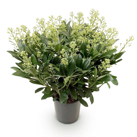 1x Skimmia japonica 'Finchy' – Skimmia du Japon – Boutons vert pâle à crème, fleurs blanches – pot Ø 19 cm – hauteur 60 cm pot inclus
