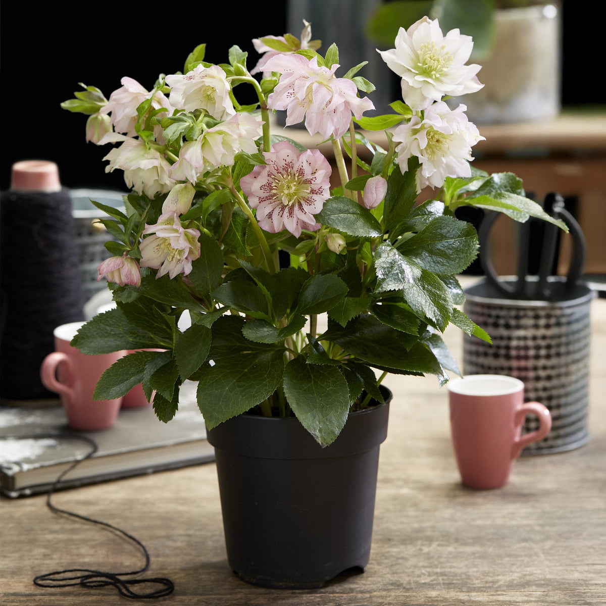 2x Helleborus orientalis 'Double Ellen Pink' – Lenzrose – Rosa – Topf Ø 14 cm – Höhe 35 cm inkl. Topf – HaGa-Welt