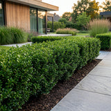 16x Ilex crenata Stokes - Japanische Stechpalme - Heckenpflanzen - Immergrün - Grün - Topf 9cm - Höhe 20-30cm – HaGa-Welt