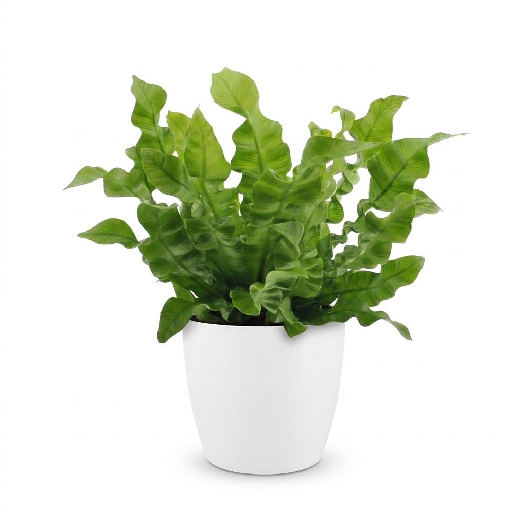 Asplenium Crispy Wave - Krauser Wellenfarn - 1 Pflanze - mit Weißem Topf - Topf 12cm - Höhe - 30cm