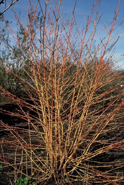 24x Cornus sang. 'Midwinter Fire' - ↕10-25cm - Ø9cm – HaGa-Welt