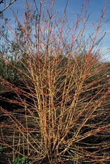 24x Cornus sang. 'Midwinter Fire' - ↕10-25cm - Ø9cm – HaGa-Welt