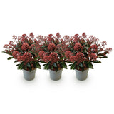 3x Skimmia japonica 'Rubella' – Skimmie – Rote Knospen, später weiße Blüten – Topf Ø 15 cm – Höhe 30 cm inkl. Topf – HaGa-Welt