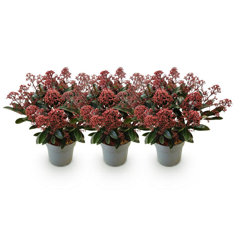 3x Skimmia japonica 'Rubella' – Skimmie – Rote Knospen, später weiße Blüten – Topf Ø 15 cm – Höhe 30 cm inkl. Topf – HaGa-Welt